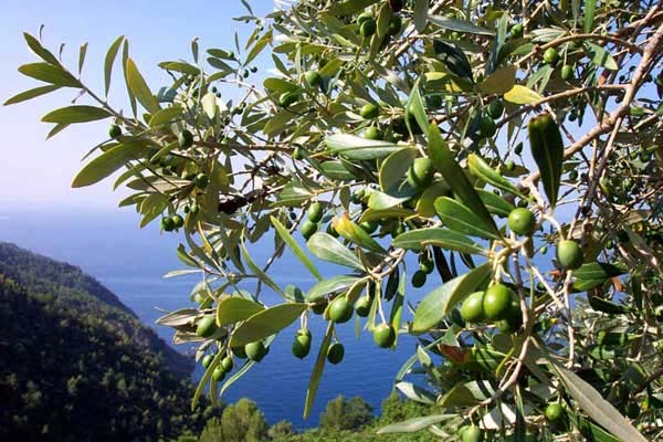 Olio extravergine d’oliva: l’oro verde d’Italia