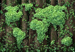 Global development and the green economy as a businesss concept with a map of the world made of an organized group vine leaves growing on forest trees as an environmental conservation symbol.